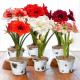 Луковицы Амариллисов в Москве — лучшие сорта! Луковицы Амариллисов в Москве — лучшие сорта!